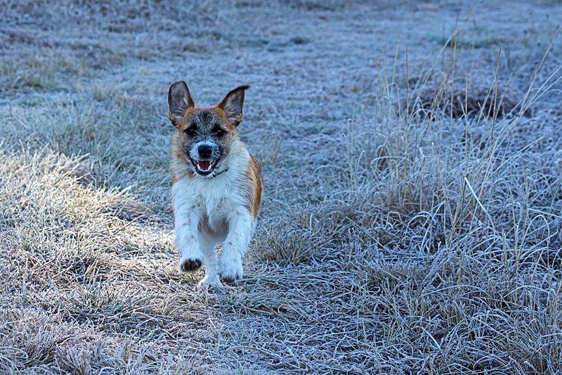 cold morning.jpg